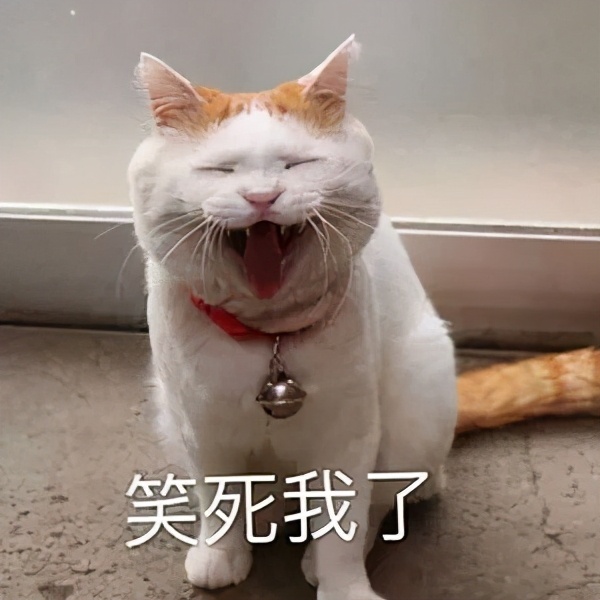 我们一起“拼猫”好不好?乖巧的时候归我,撒泼的时候归你