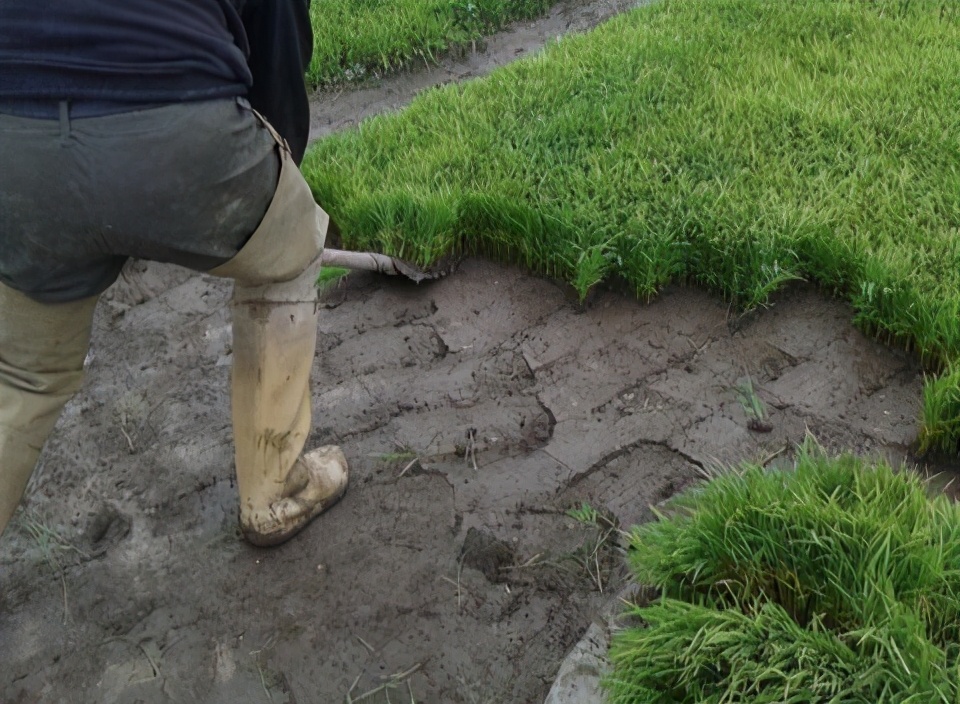 水稻怎样管理才高产,水稻高产栽培管理技术有哪些