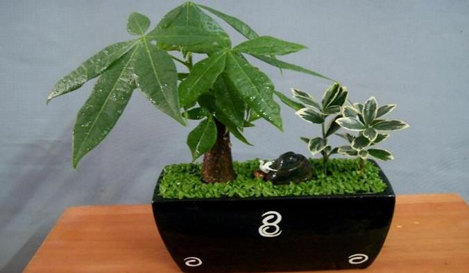 家里客厅适合摆放发财树吗,发财树在家里的最佳摆放位置