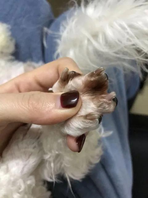 狗狗皮肤病去宠物医院如何防坑,狗狗的皮肤病用什么药好得快