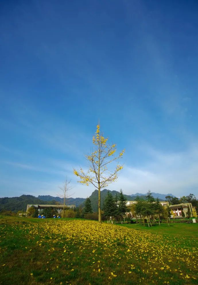 东软，青城山下最大的养老院型综合网吧