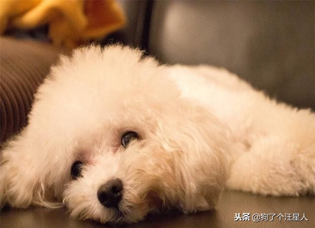 为什么泰迪狗容易丢,泰迪狗狗为什么要断尾呢