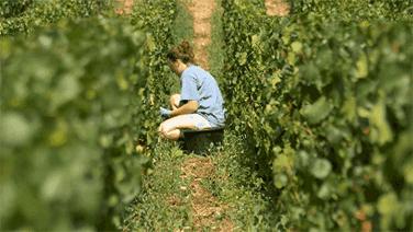 品乐Pinor：在法国葡萄园上班，就像在东北掰玉米……