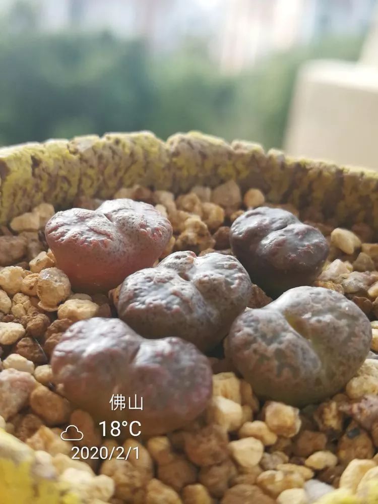 一杯清茶一道暖阳,一杯清茶温暖的时光