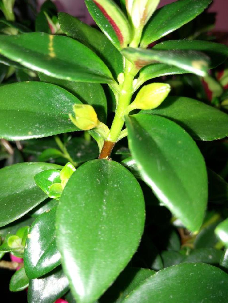 金鱼吊兰的枝干干枯是什么原因,夏天金鱼吊兰干枯掉叶怎么补救