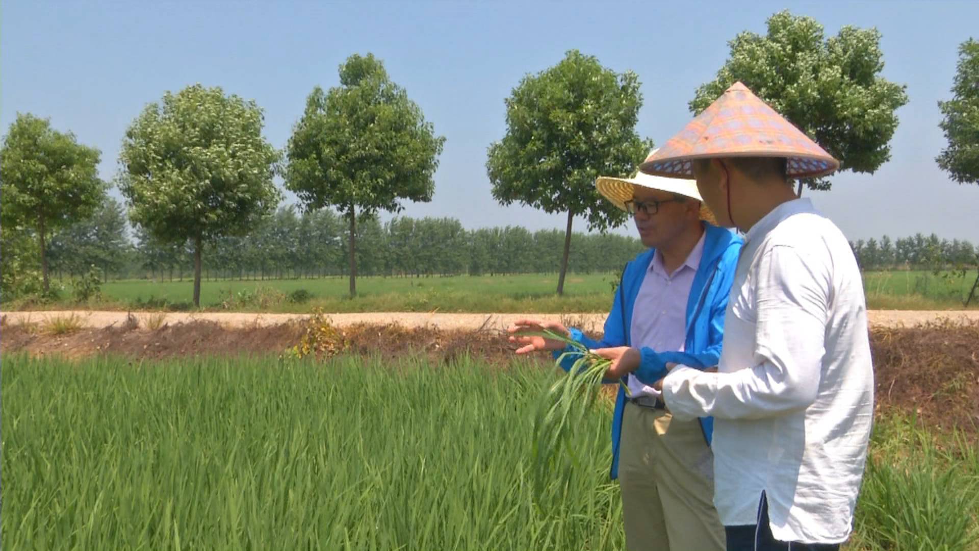 抽穗扬花期遇到高温炙烤怎么办?老农不走寻常路,“迟到”播种法收获奇效!巧避高温热害,还能增产20%