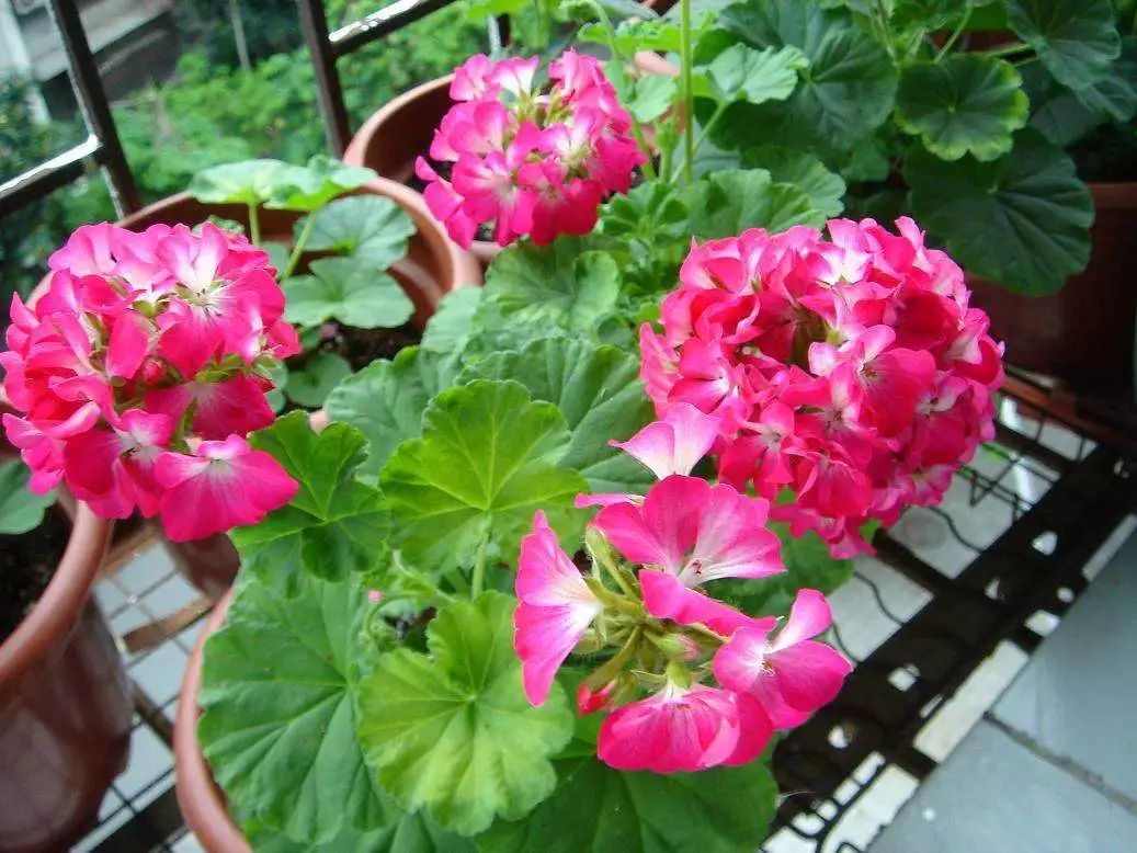 天竺葵不开花的3个原因,天竺葵不开花的原因