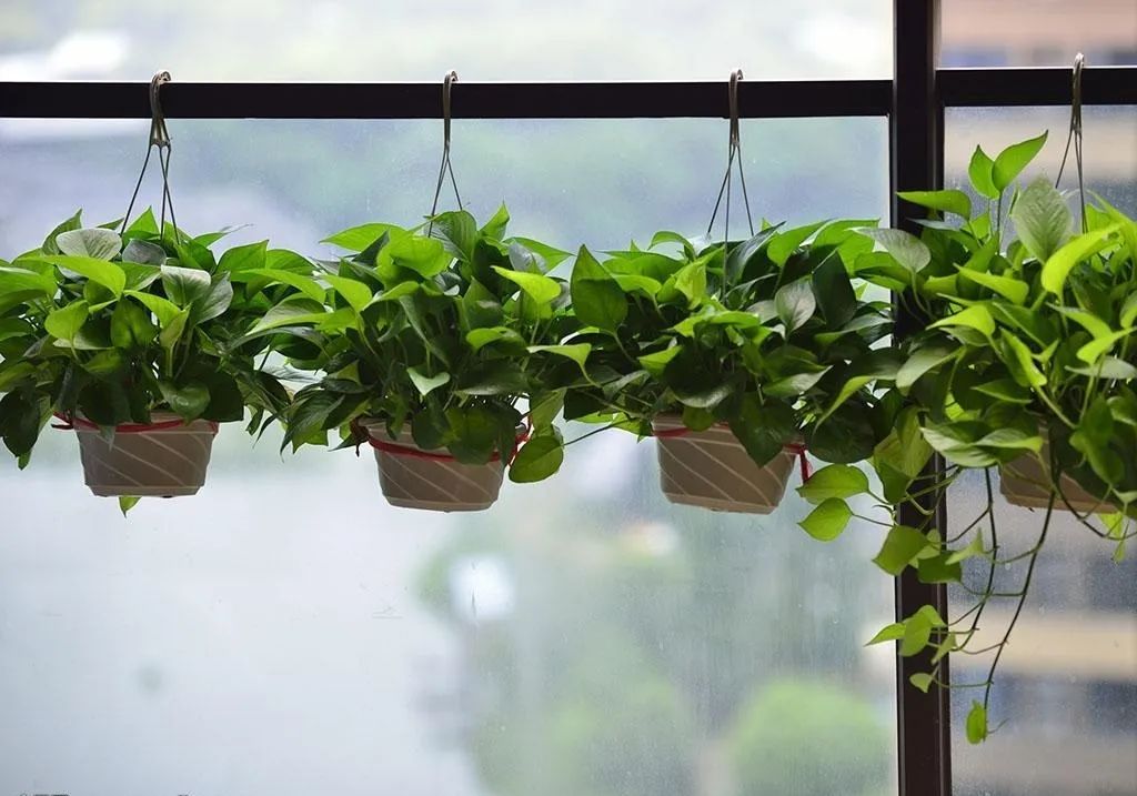 别说你对绿植没有误解，来看看你占哪一条