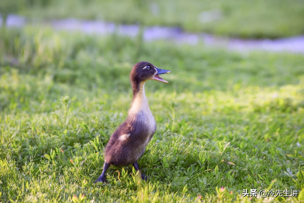 民间故事大全完整版神算子,民间故事神算鬼谷子