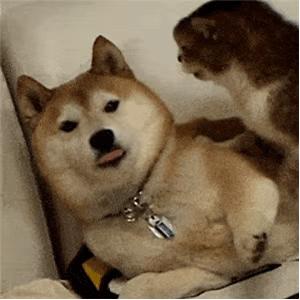 微信聊天表情包,微信聊天表情包怎么删掉