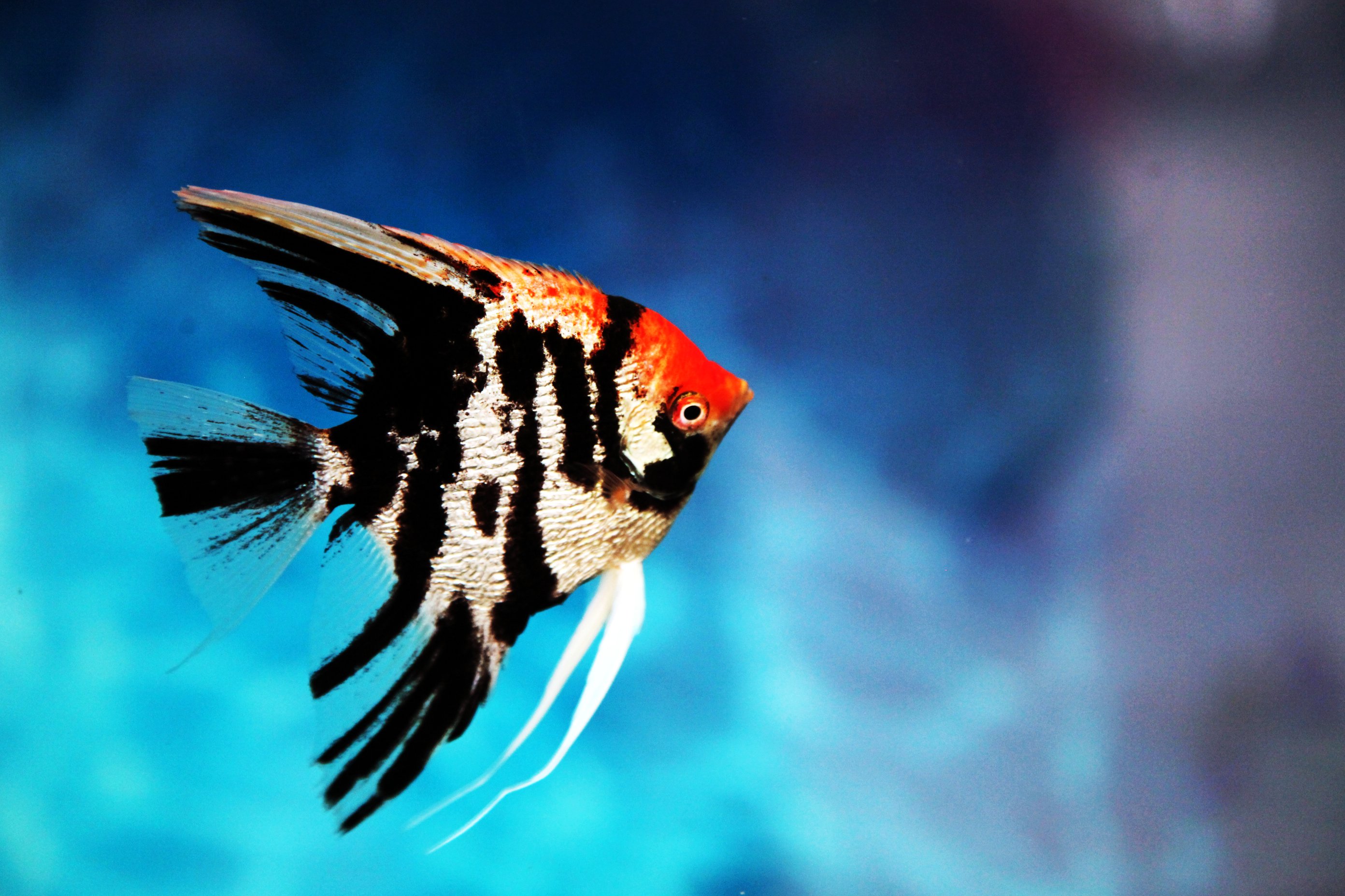 养观赏鱼小知识大全,养观赏鱼知识大全