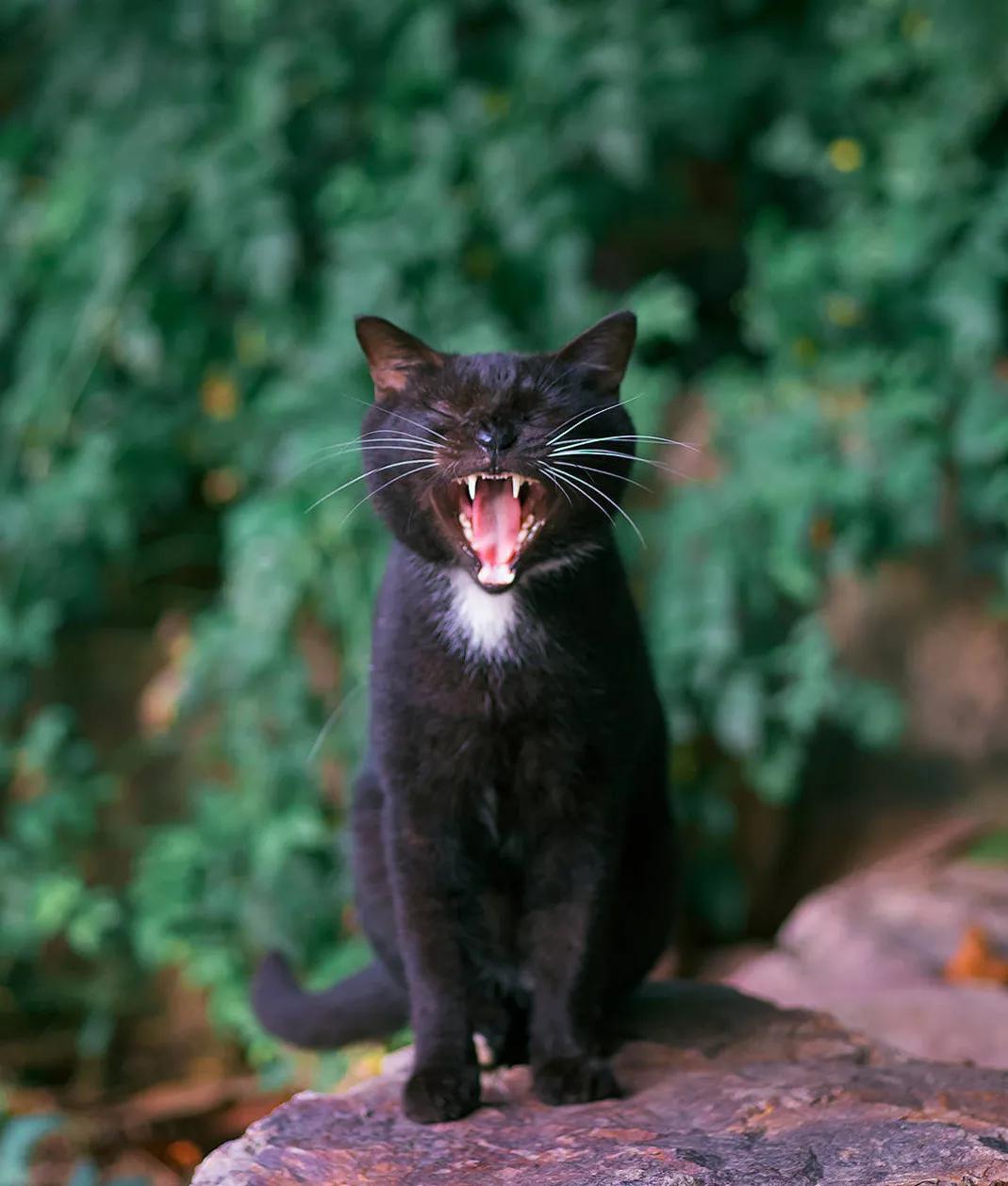 古代猫名字,古代猫的名字