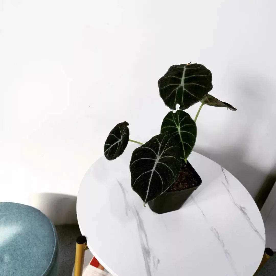 94种常见唯美观叶植物,会开花的绿色硬叶植物