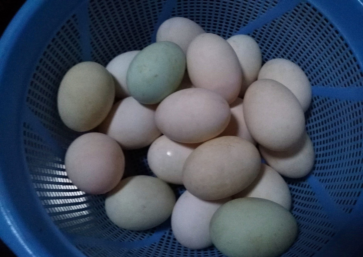 在家如何腌咸鸭蛋视频教学,大粒盐腌咸鸭蛋的方法