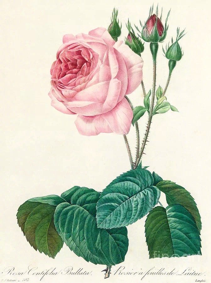 春天花儿都来了的古诗,笑得春暖花开的诗句