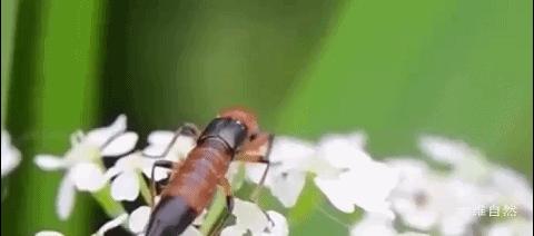 隐翅虫可以用手去拍打吗,拍打隐翅虫多久会有反应