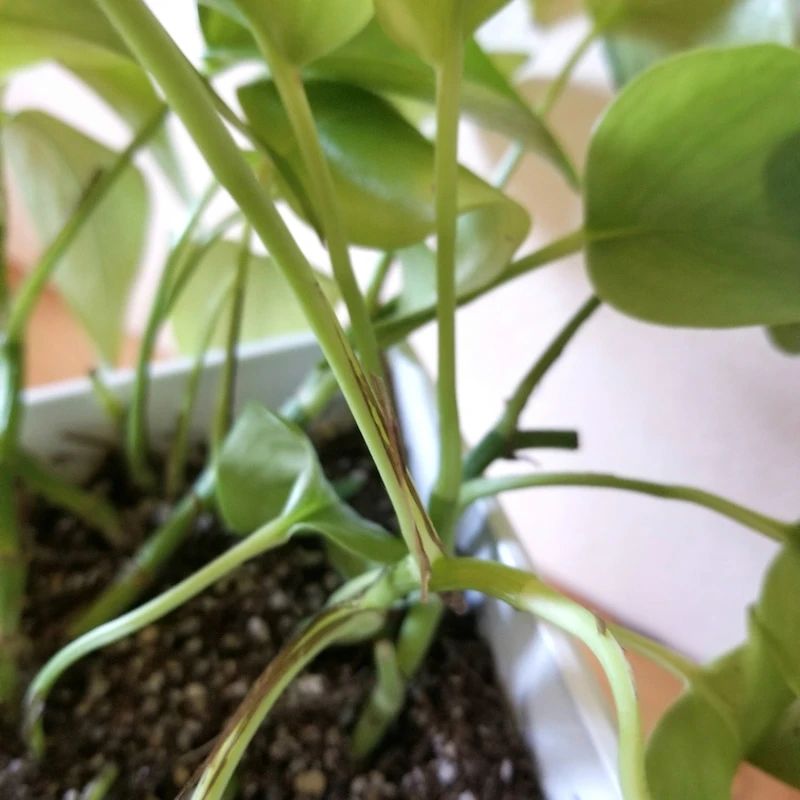 绿萝喜阴还是喜阳光好养些,绿萝喜阳还是喜阴喜干还是喜湿