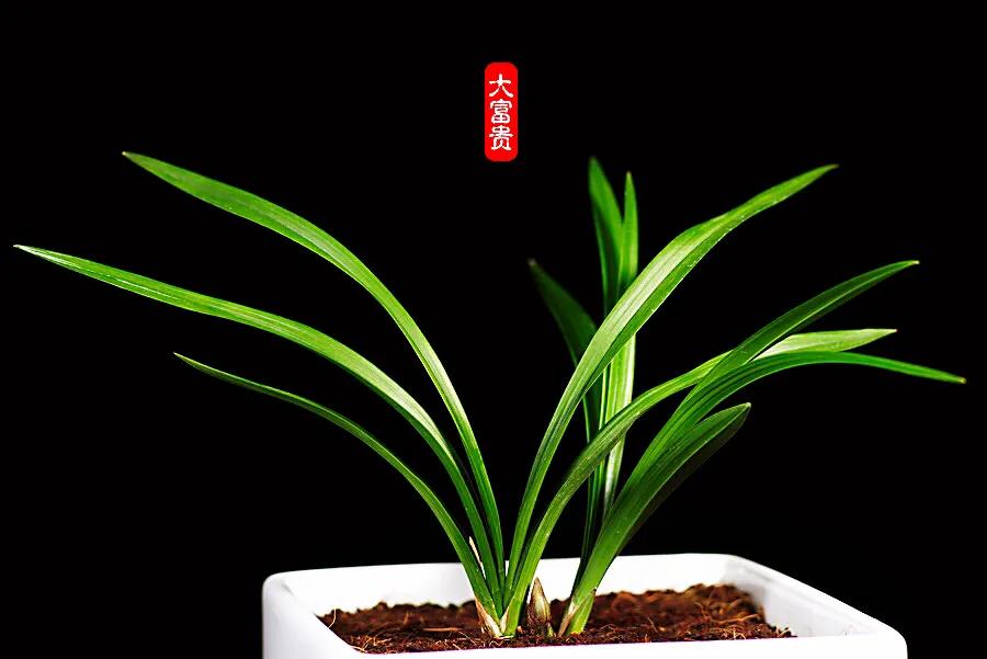 春兰大富贵和翠盖荷如何区别,春兰大富贵和郑同荷有什么区别