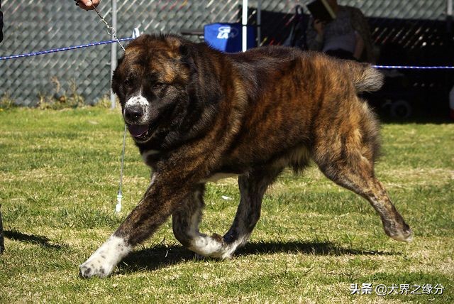 轻松完爆狼族的4种猛犬,能打败狼的四种猛犬