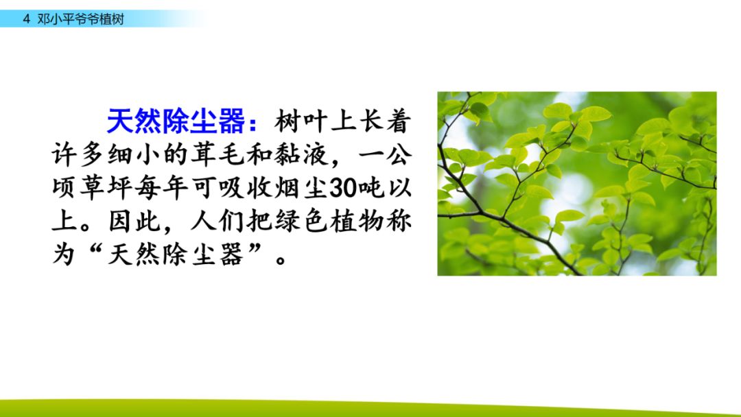 部编版二年级下册语文第4课《*小平邓**爷爷植树》知识点+图文讲解