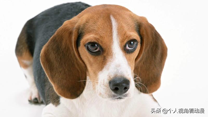 火影忍者卡卡西忍犬的照片,火影忍者中的八忍犬原型品种介绍