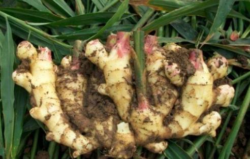 家种生姜怎样种植视频教程,在家种植生姜小妙招