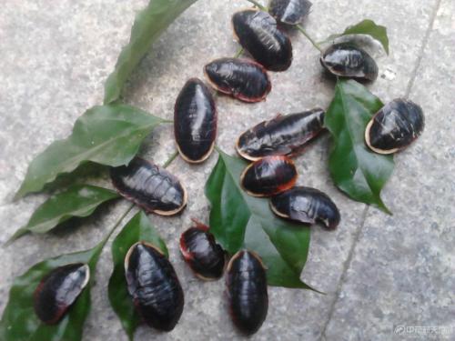 2022土鳖虫养殖有前途吗,土鳖养殖前景怎么样