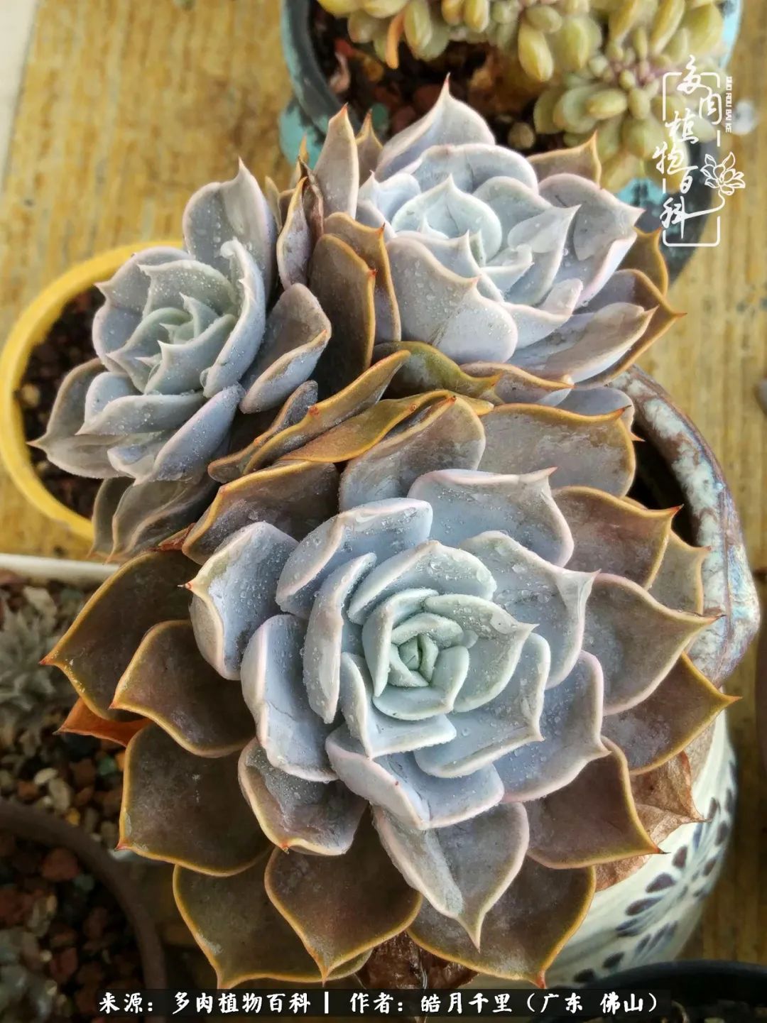 多肉娇气养不活多肉的10个秘密,养多肉是件很治愈的事情