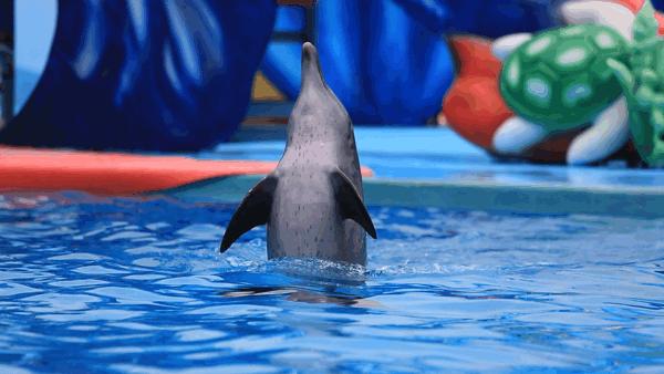 深圳小梅沙海洋世界团购票多少钱,小梅沙海洋世界团购深圳