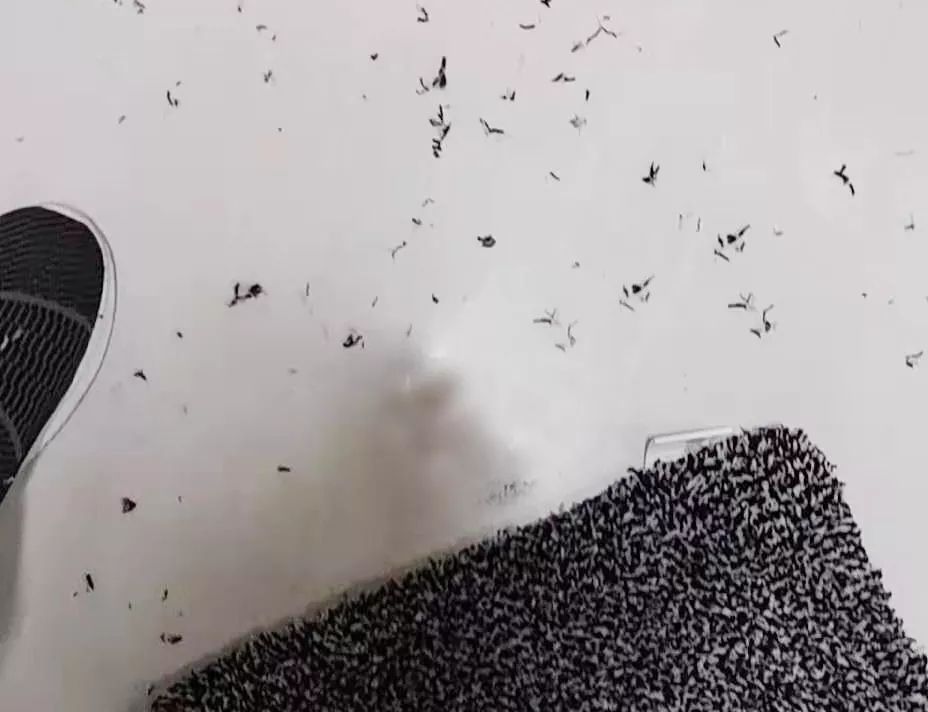 神奇的虎皮地毯,神奇宝贝的地毯