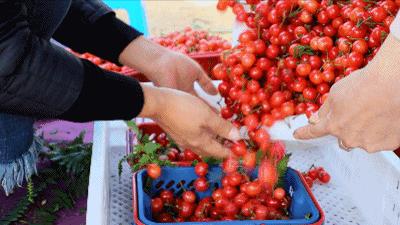 宁波横溪樱桃采摘,宁波周边樱桃采摘