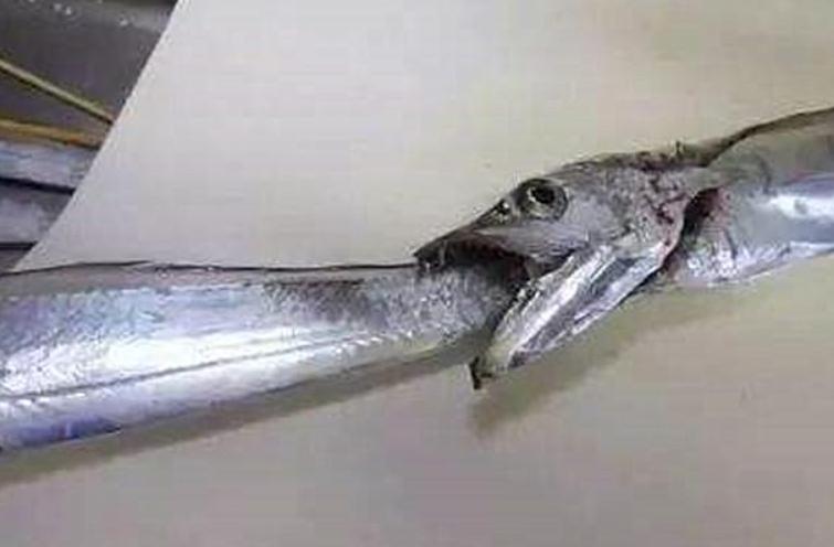 正儿八经的深海鱼，却被人们吃出了“白菜价”，带鱼：好委屈