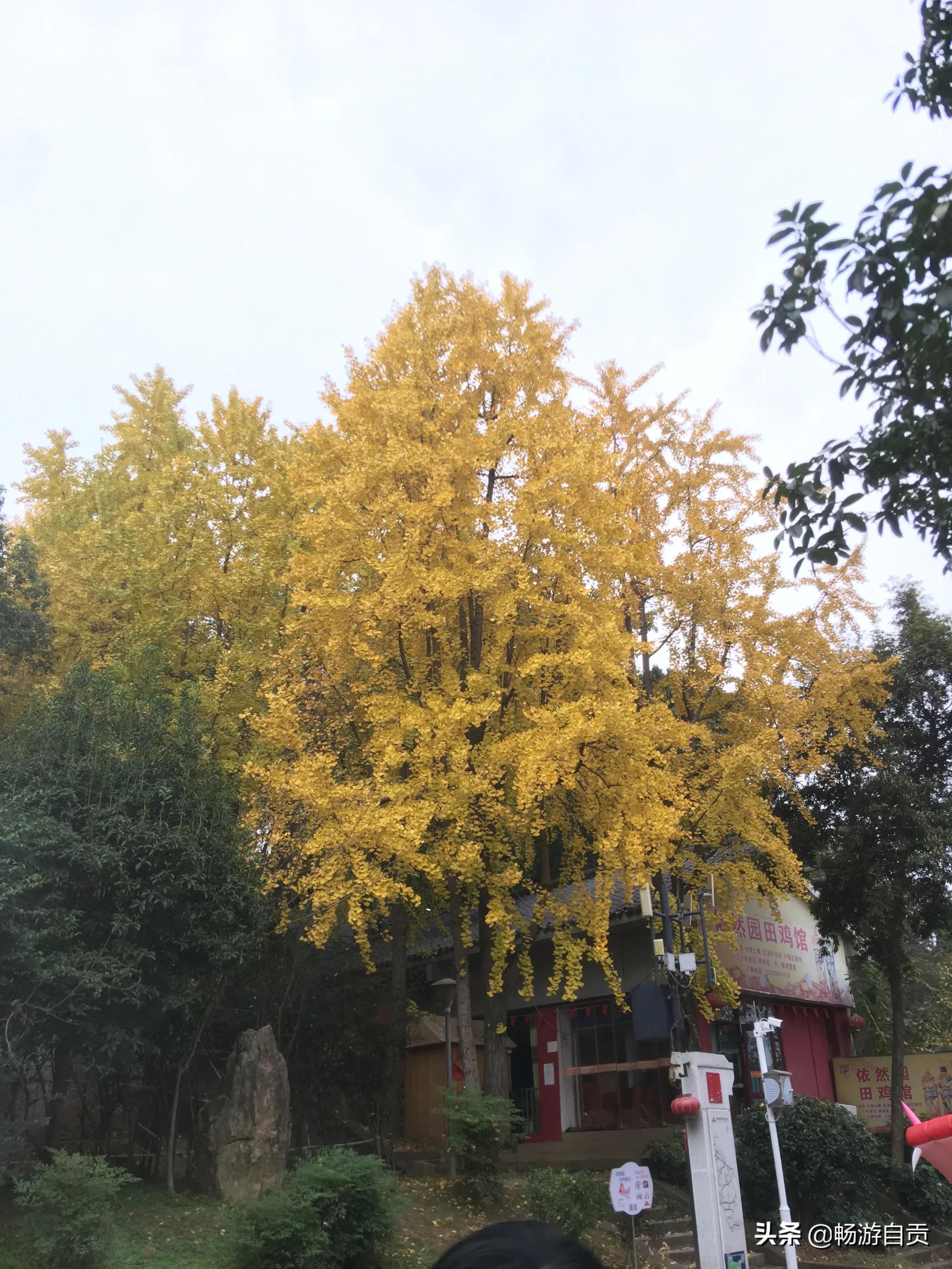 恰逢仲冬季节，追寻自贡唯美黄金叶