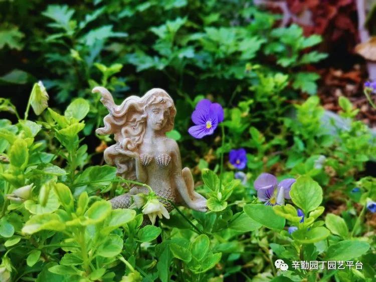 （2021）园丁奖阳台组《008号》星星的花园