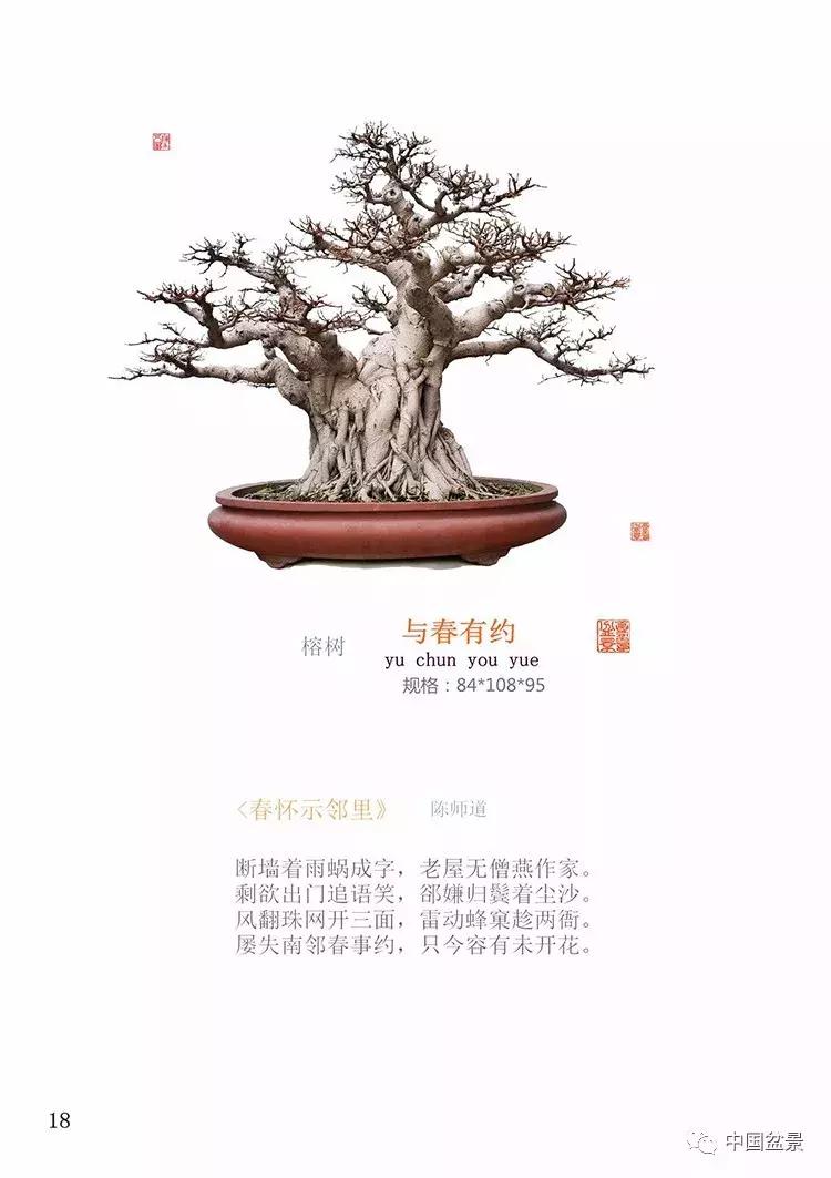 陈文图老师,陈文图盆景欣赏