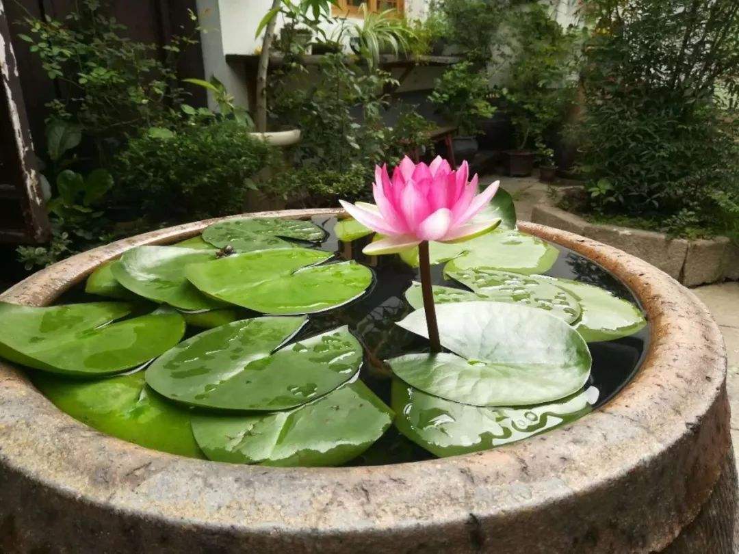 睡莲开花的方法和注意事项,睡莲夏天为什么不开花