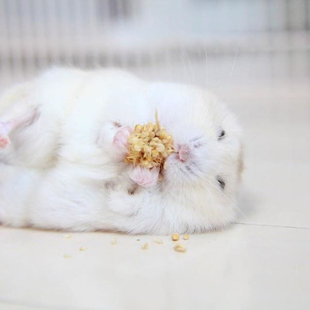 仓鼠经常咬主人的手怎样驯服,如何驯服一只小仓鼠在手里睡觉