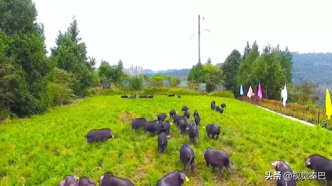 今天，我要夸夸我的通江县