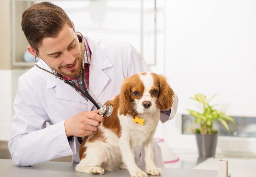 狗去除牙结石有危险吗,狗去牙结石最有效的办法