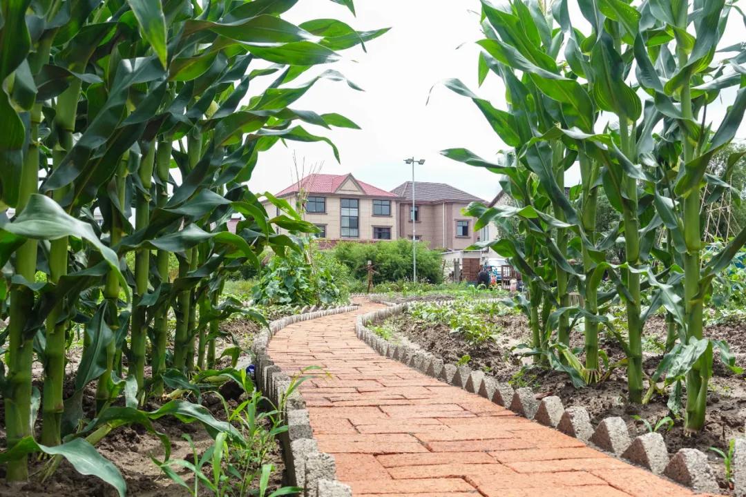 玩骑行和摄影,行走山野乡间赏田园风光