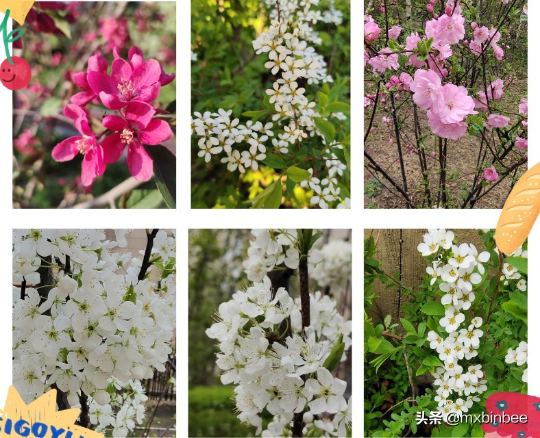 冉冉升起的明星们,哈尔滨金源蓝城效果图