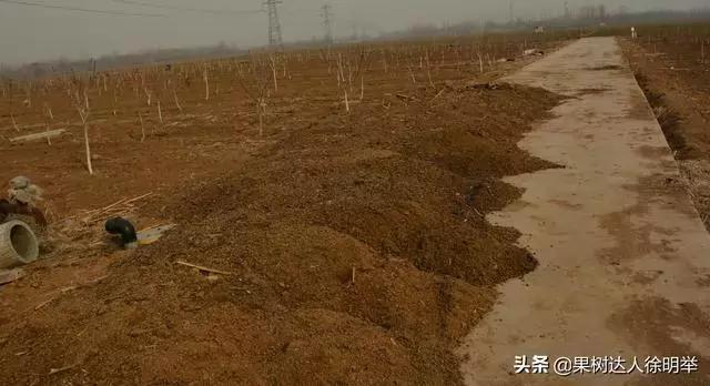 大量裂果怎么办,果子底部裂果什么原因