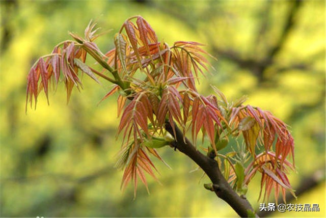 绿香椿红香椿哪个更适合阳台种植,巴山红香椿种植技术视频