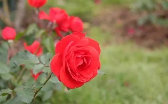 玫瑰花不同颜色的寓意和花语图片,玫瑰花各个品种及花语介绍大全