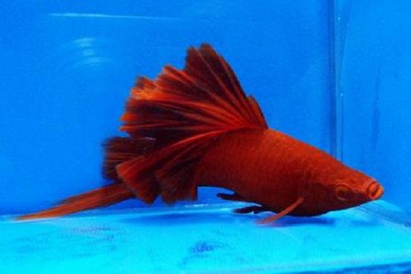 鱼价格今日多少一斤,查干湖鱼10斤价格