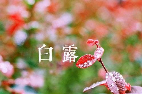 「诗词鉴赏」清风至，白露生，那些优美的白露诗词