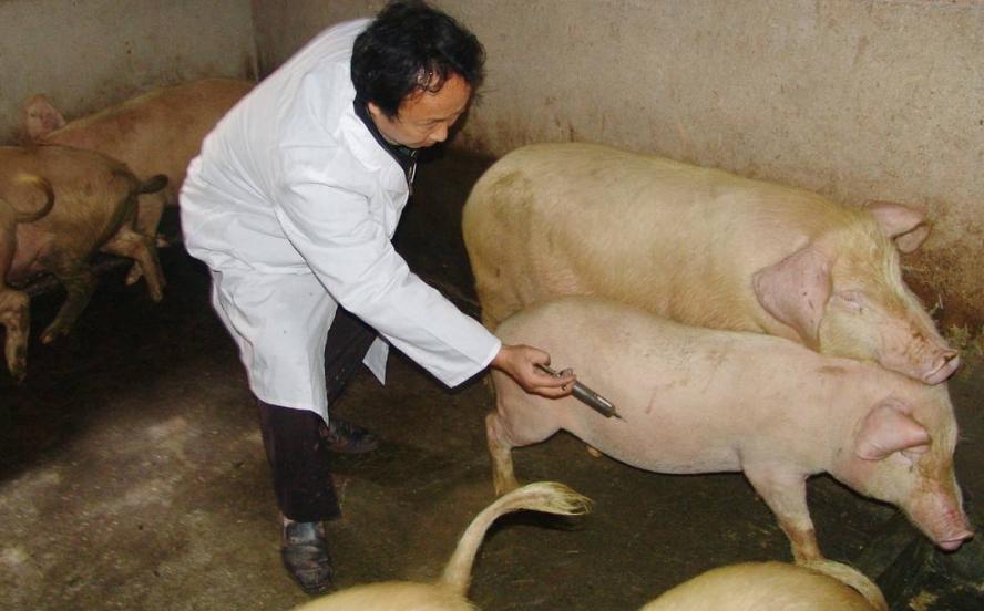 母猪下崽之后不吃食怎么解决,母猪下崽不吃食怎么办