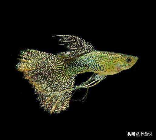 50*30*35的鱼缸养孔雀鱼用什么过滤,下过滤鱼缸怎么养孔雀鱼