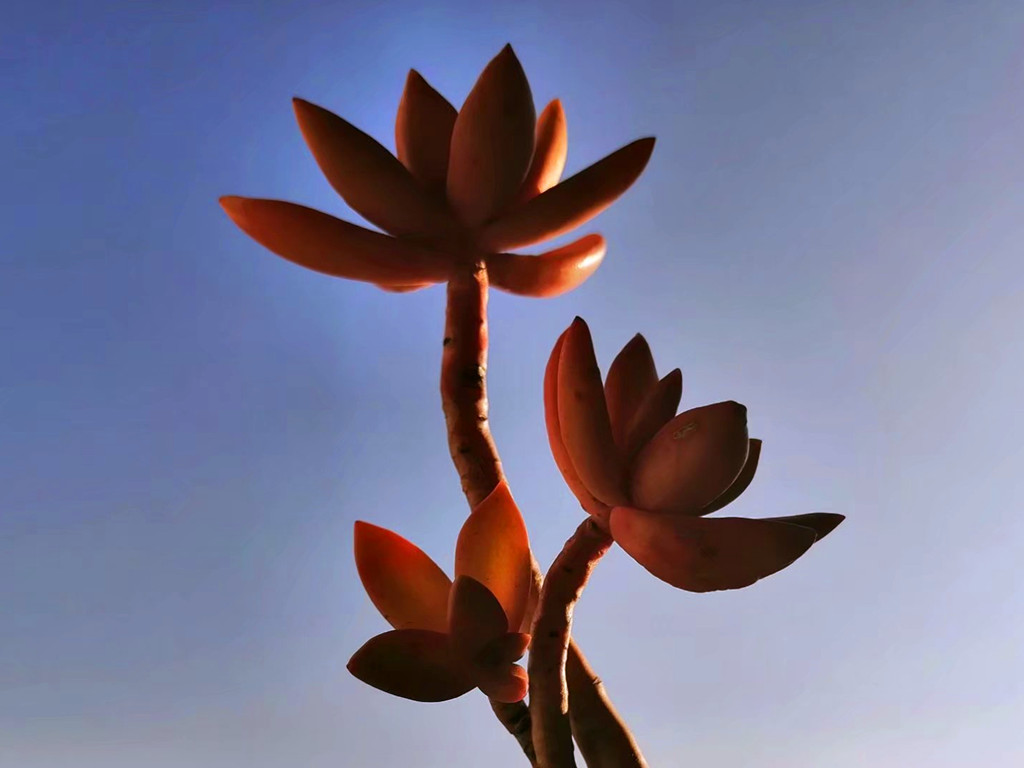 多肉叶片化水是什么原因造成的,多肉淋雨叶片化水怎么办