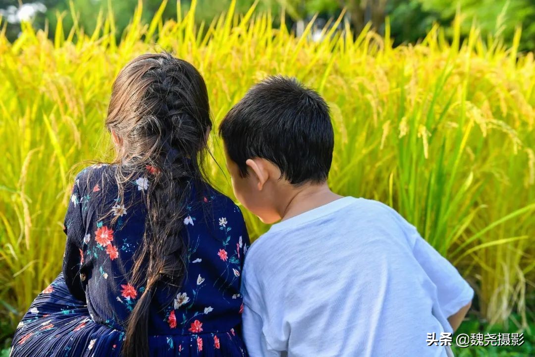 北京北坞公园里的京西稻又熟了,曾经只有皇上才能吃上这儿的大米